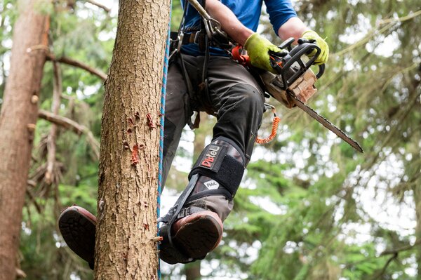 Distel Carbon 3.1 Comfort